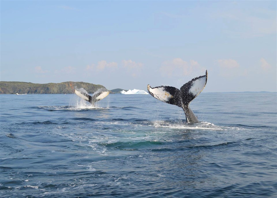 St John's Whale Watch Cruise